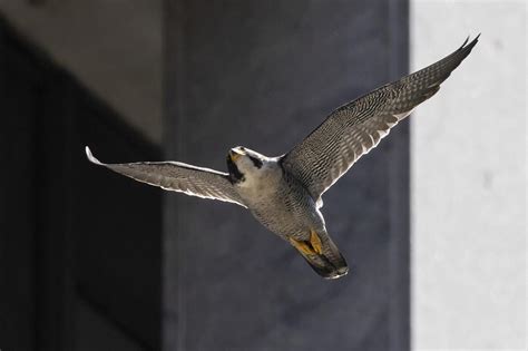 Peregrine falcons protecting chicks and dive-bombing Chicago pedestrians